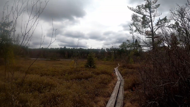 The narrow boardwalk through Ponemah Bog on a cloudy day