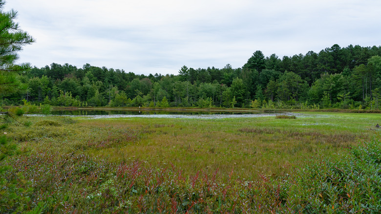 Water and trees at Ponemah Bog Wildlife Sanctuary