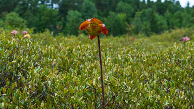 Pitcher plant flower in Ponemah Bog