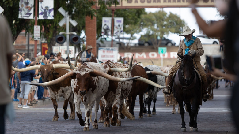 The cattle drive at Fort Worth Stockyards