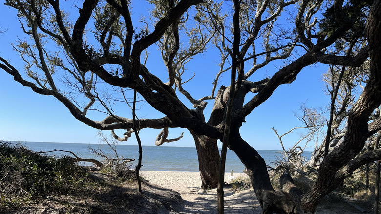 Ancient oak tree by the beach in the Outer Banks, North Carolina