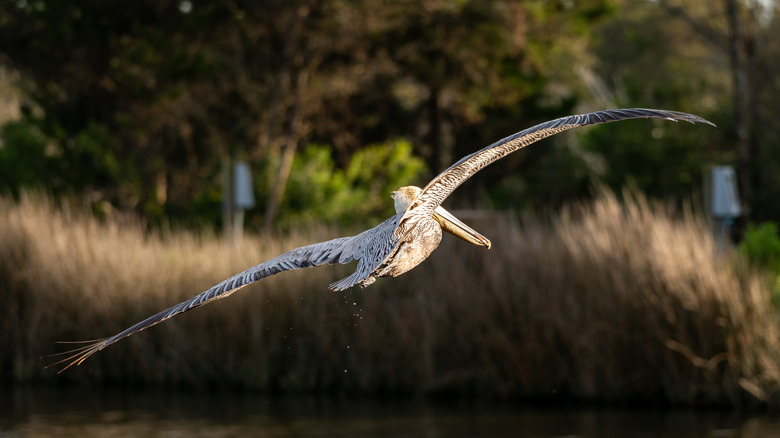 Pelican flying over Ocracoke Island, North Carolina