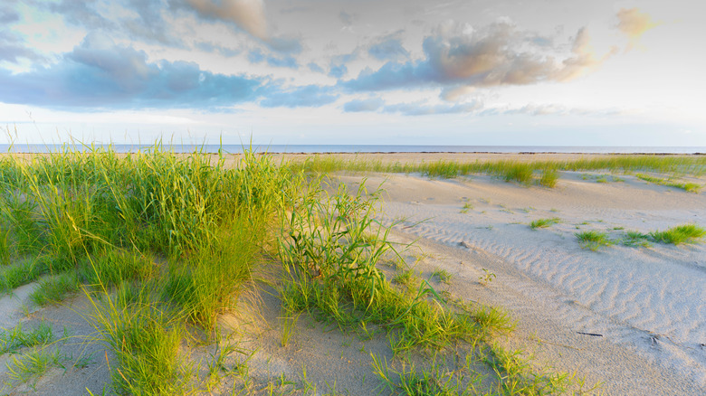 Sand dunes along Holly Beach, LA