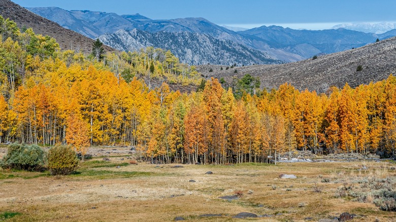 Fall foliage near Bridgeport, CA