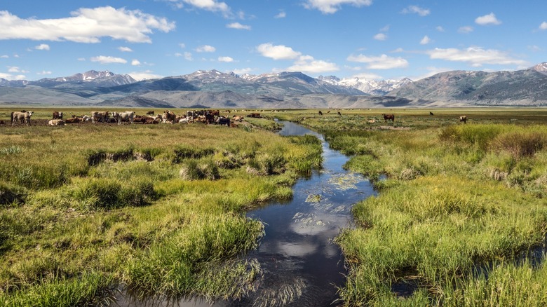 Cows grazing near Sierra Mountains near Bridgeport