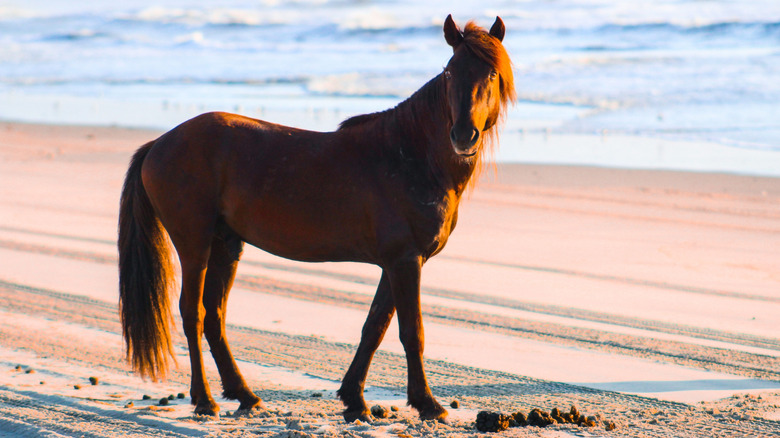 Wild horse stands on Outer Banks beach