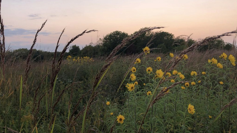 Wildflowers at Whitewater Canyon Wildlife Area