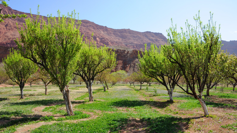 Fruit orchard at Lonely Dell Ranch