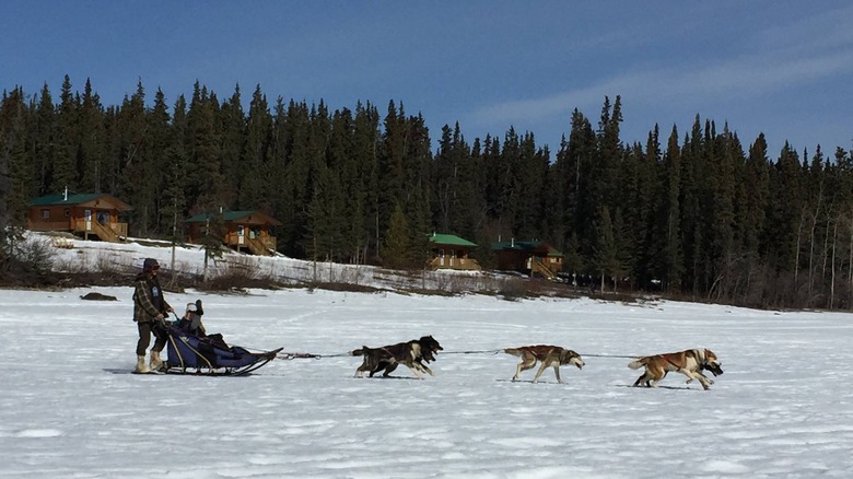 Dog-sledding by the cabins in Whitehorse