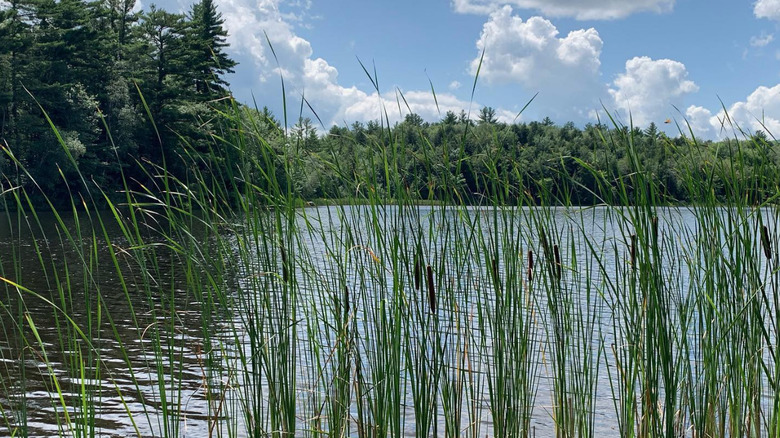 Mausert Pond at Clarksburg State Park