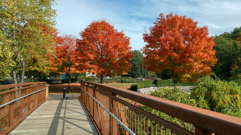 Peterborough, New Hampshire's foot bridge walk amongst fall leaves