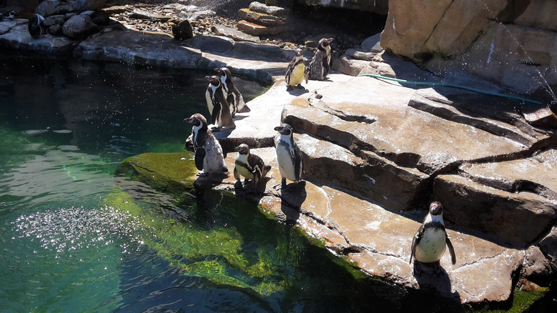 penguins standing in an Akron Zoo water habitat