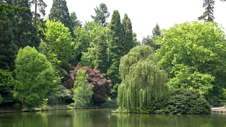 The pond at Laurelhurst park in Portland, Oregon