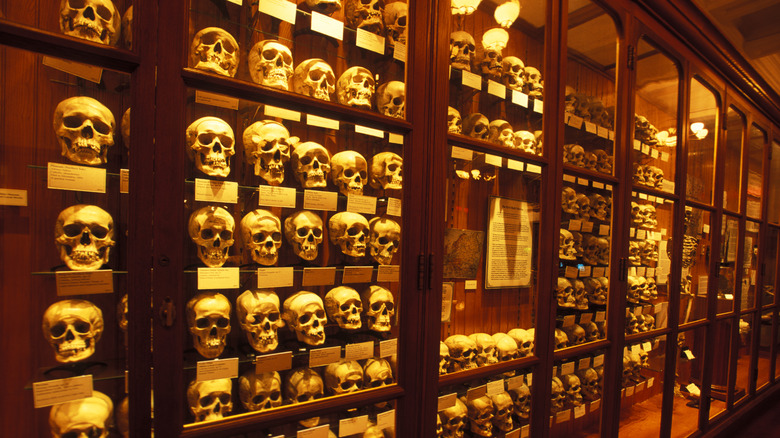 Skulls on display at the Mütter Museum in Philadelphia, PA