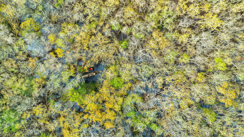 Ru Cha Mangrove at Tam Giang Lagoon by Hue, Vietnam