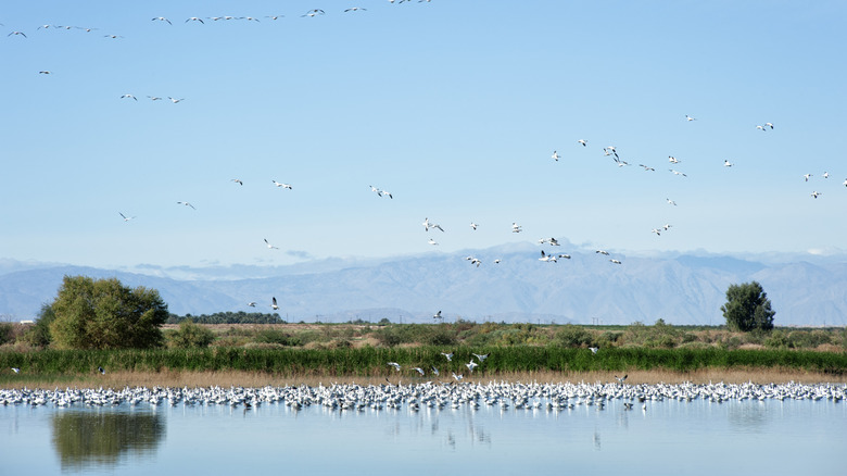 Birds at the Sonny Bono Salton Sea Wildlife Refuge