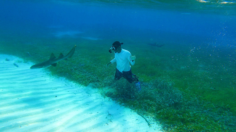 Person snorkeling with nurse sharks at Pigeon Cay near Roatan