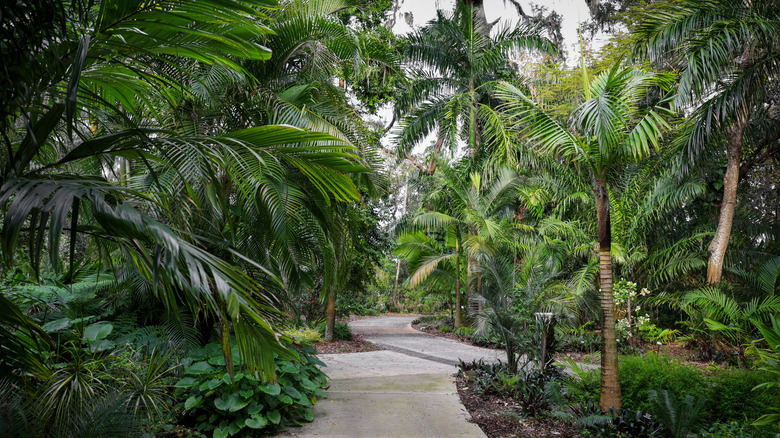 Palm trees and paths in Leu Gardens