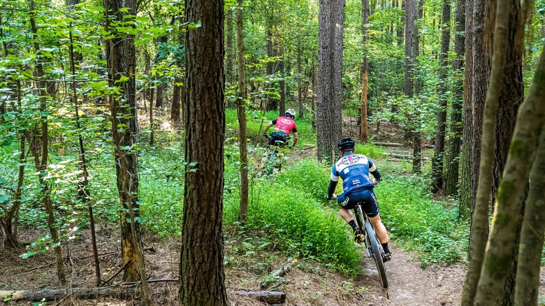 Two mountain bikers race through a dense forest