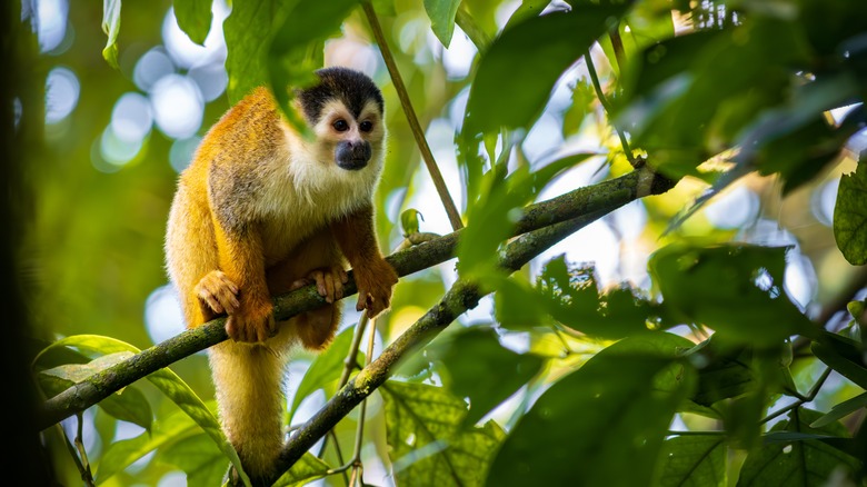 Squirrel monkey sitting in the trees at Corcovado National Park