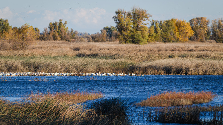 image of Sacramento National Wildlife Refuge area