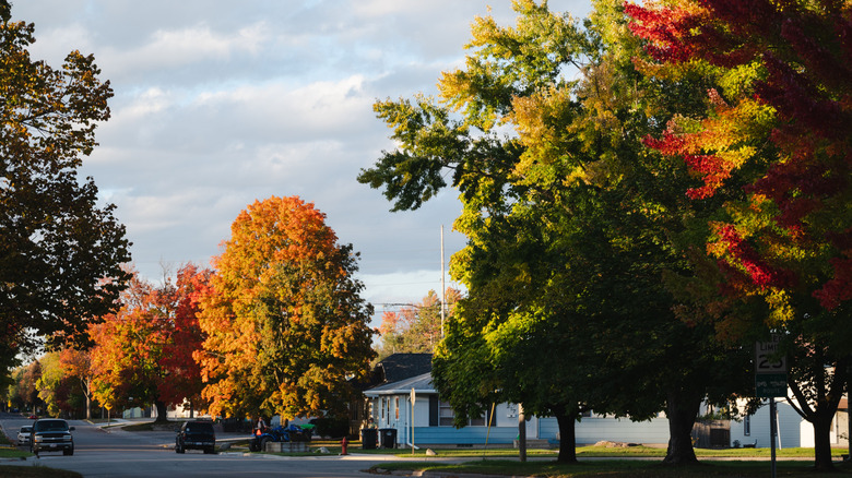 Fall-colored trees in Shawano