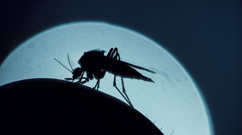 Mosquito silhouette against the moon