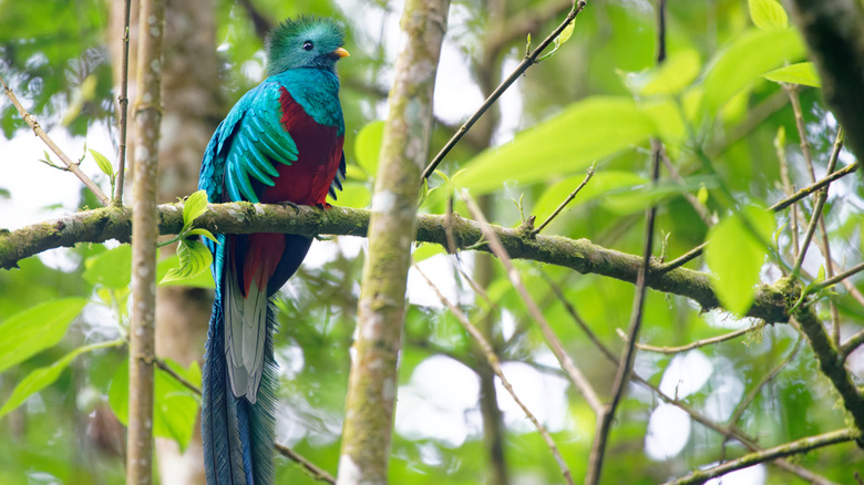 Quetzal spotted in the cloud forests of Guatemala