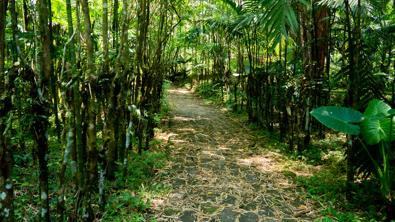 Path leading through Parque Nacional Las Victorias, in Cobán, Guatemala