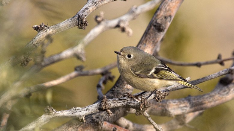 Birdwatching at Hueco Tanks State Park