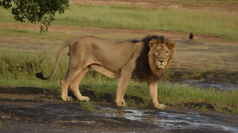 Lion at Devalia Safari Park