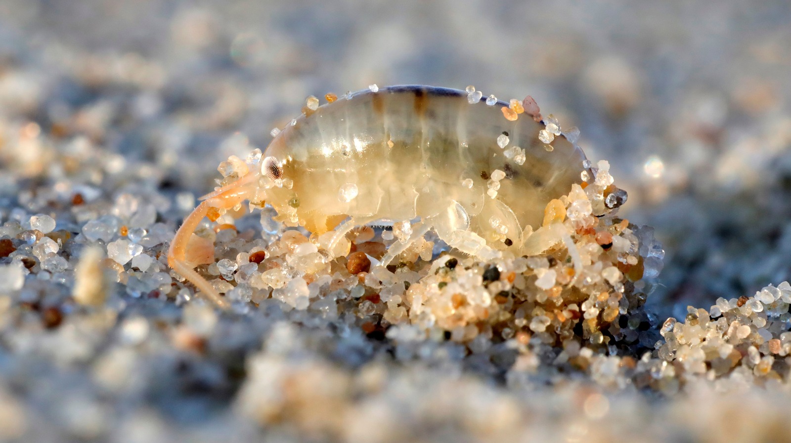 Are Sand Fleas Dangerous