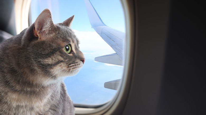 Cat in airplane