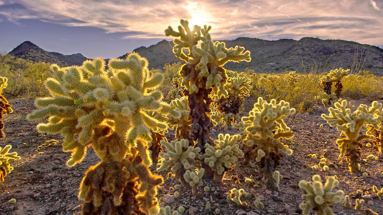 Cholla chain cactus in wilderness near Salome, Arizona