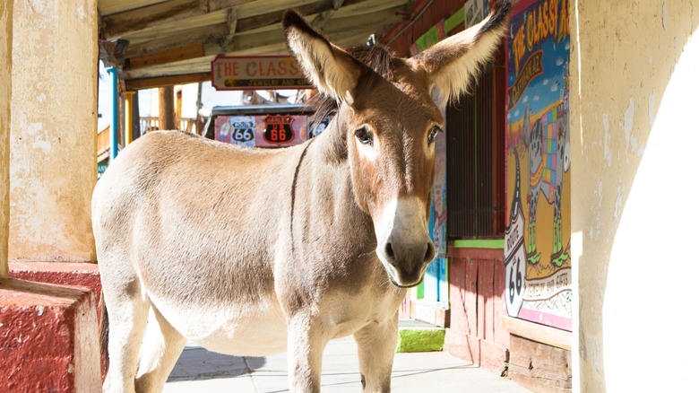 Wild Burro donkey standing in Oatman, Arizona