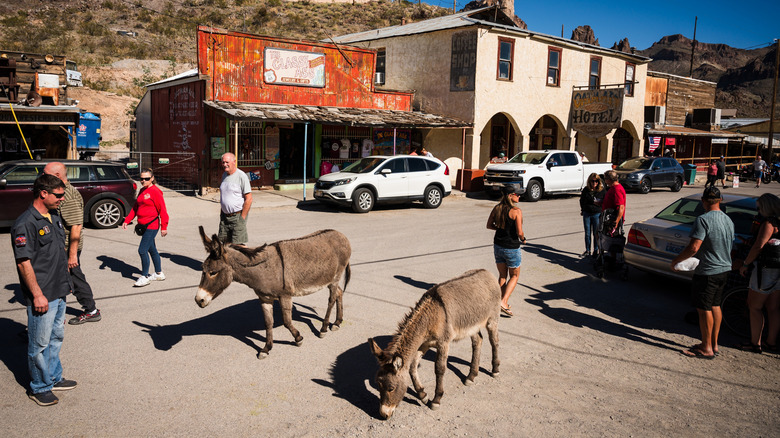 Donkeys meeting tourists in Oatman Arizona