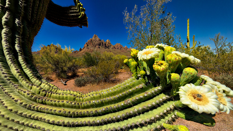 Saguaro blooms against the backdrop of the Ironwood Forest