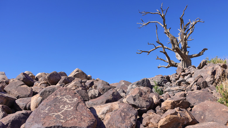 Petroglyphs and rock art at Ironwood Forest