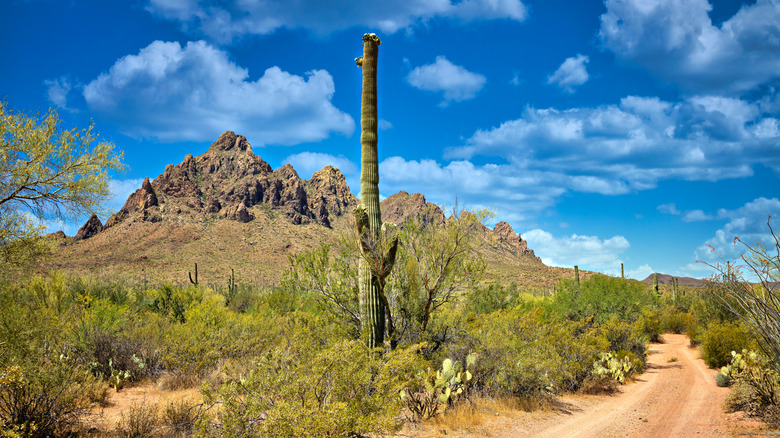 Saguaro and other desert plants in Ironwood Forest