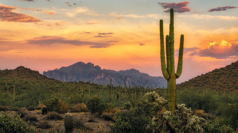 Superstition Mountains with views of cacti near Mesa, Arizona