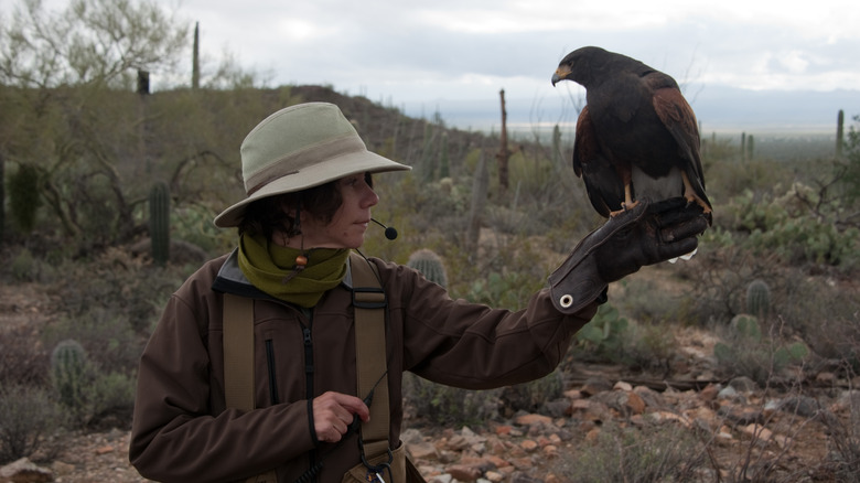 The Raptor Free flight at the Desert Museum in Tucson, Arizona