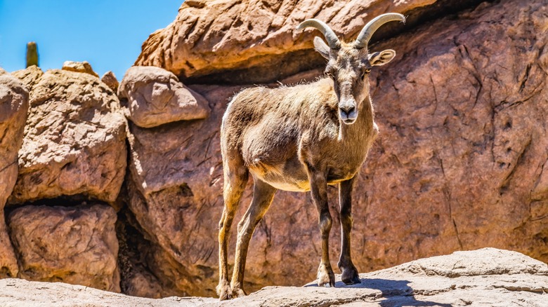 A bighorn sheep at the Arizona-Sonora Desert Museum