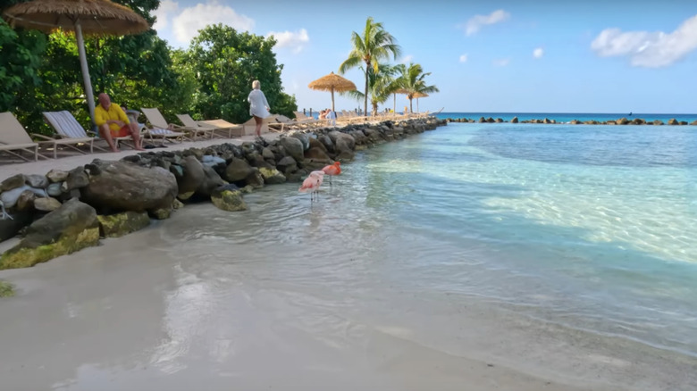 Flamingos at Renaissance Private Island