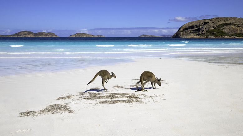 Kangaroos on Lucky Beach, Western Australia