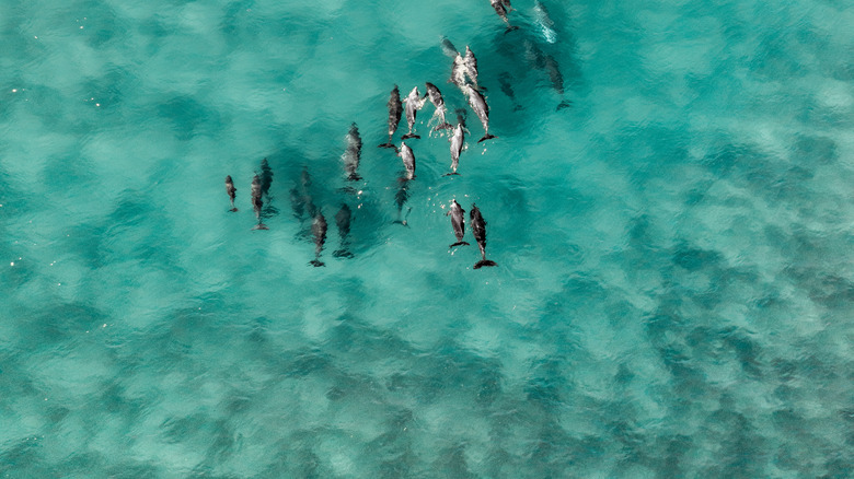 Pool of dolphins in Western Australia