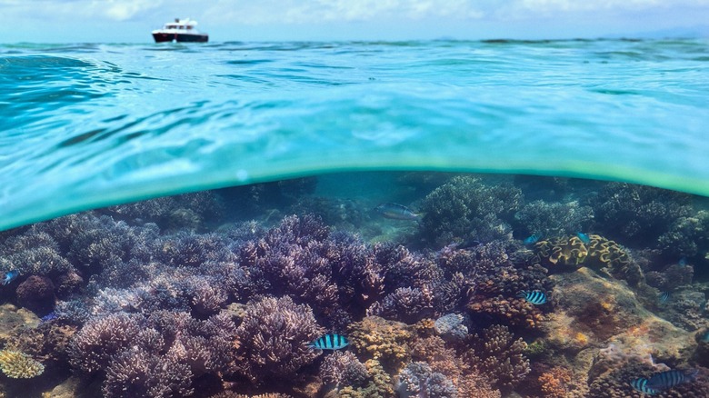 Underwater split image of the coral reef just off of Pelorus Private Island in Queensland, Australia, during the day