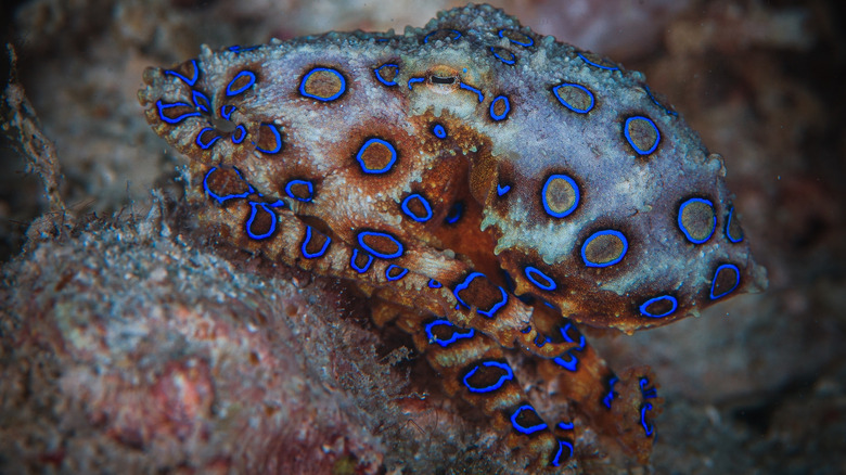 Blue-ringed octopus