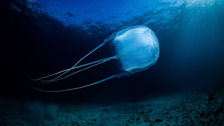 Box jellyfish swimming