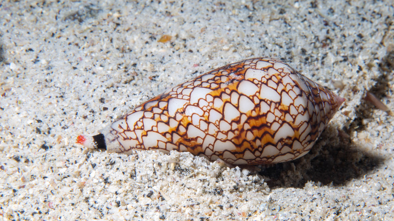 Close up of a cone snail