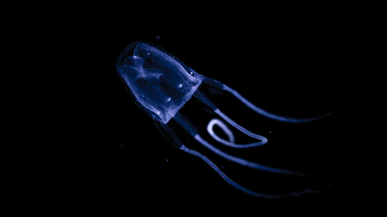 Irukandji jellyfish